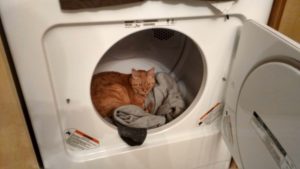 A ginger cat is curled up on a pile of clothes inside an open, front-loading dryer. The door is ajar, and the cat looks relaxed and comfortable in its makeshift bed.